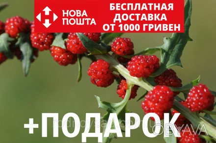 Шпинат земляничный семена (20 шт) (Blítum virgátum) малина жминда многолистная л