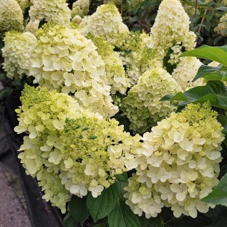 Гортензия Сильвер Доллар / С5 / Hydrangea Silver Dollar. Балаклея. фото 1 Гортензия Сильвер Доллар / С5 / Hydrangea Silver Dollar. Балаклея. фото 1
