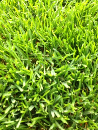 Рулонний газон - єдиний спосіб швидко і без особливих зусиль перетворити голий ґ. . фото 10