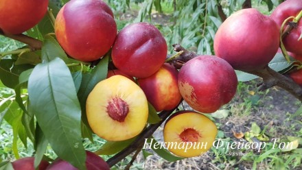 Персики, нектарины и другие плодовые деревья. Большое сортовое разнообразие. Кат. . фото 9