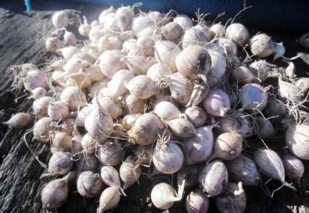 ЧЕСНОК ПРОДАМ,СЕМЕНА,ЧЕСНОКА,ОДНОЗУБКА,ЗУБОК. Тальное. фото 1 ЧЕСНОК ПРОДАМ,СЕМЕНА,ЧЕСНОКА,ОДНОЗУБКА,ЗУБОК. Тальное. фото 1