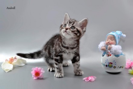 Предлагаем котенка мальчика, порода Американская короткошерстная. окрас-Черный м. . фото 6