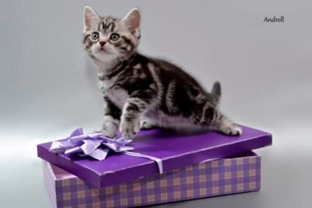 Предлагаем котенка мальчика, порода Американская короткошерстная. окрас-Черный м. . фото 2