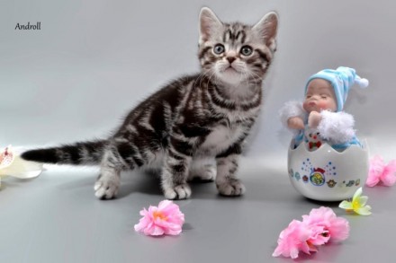 Предлагаем котенка мальчика, порода Американская короткошерстная. окрас-Черный м. . фото 5