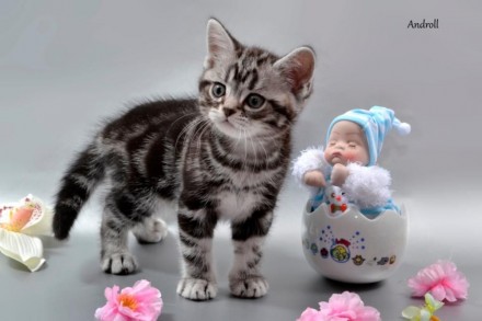 Предлагаем котенка мальчика, порода Американская короткошерстная. окрас-Черный м. . фото 3