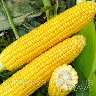 Кукурудза "Харди" F1 (SH2) .
Мощный гибрид сахарной кукурузы для основного сезон. . фото 1