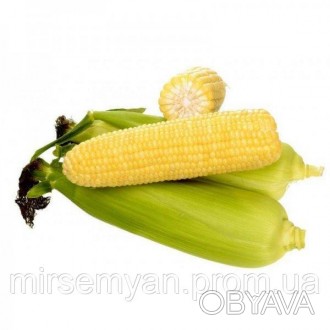 Кукурудза "Ноа/Noa" F1 (SH2) .
 Гибрид суперсладкой кукурузы, ранний период созр. . фото 1