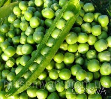 Горох Олинда 100 000 семена (Syngenta)