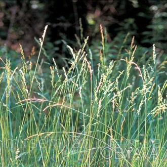 Овсяница (овсяница) луговой (Festuca pratensis Huds.) - многолетнее нещильнокущо. . фото 1