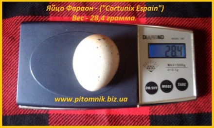 Яйцо инкубационные перепела Фараон (Espana).

Предлагаем инкубационные яйца пе. . фото 2