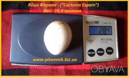 Яйцо инкубационные перепела Фараон (Espana).