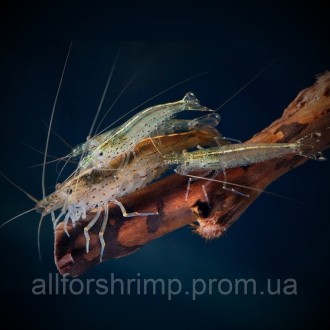 Креветка Амано (Caridina multidentata). Харків. фото 1 Креветка Амано (Caridina multidentata). Харків. фото 1