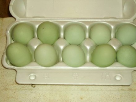 Продам инкубационное яйцо породы курей ухейилюй.Яйца ухейилюй нельзя назвать кру. . фото 3