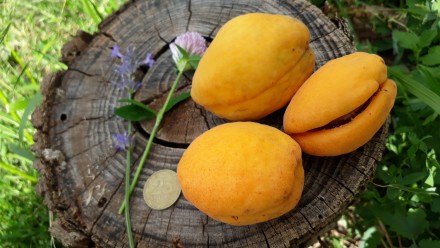 продамо саджанці чи кісточки на посадку від абрикоса
дуже смачний 
плоди велик. . фото 3