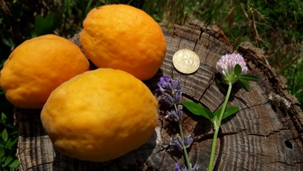 продамо саджанці чи кісточки на посадку від абрикоса
дуже смачний 
плоди велик. . фото 2