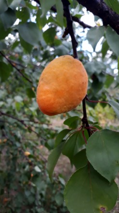 продамо саджанці чи кісточки на посадку від абрикоса
дуже смачний 
плоди велик. . фото 7