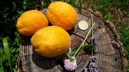 продамо саджанці чи кісточки на посадку від абрикоса
дуже смачний 
плоди велик. . фото 5