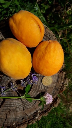 продамо саджанці чи кісточки на посадку від абрикоса
дуже смачний 
плоди велик. . фото 4