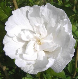 Гибискус сирийский Вайт Шифон / Hibiscus White Chiffon. Балаклія. фото 1 Гибискус сирийский Вайт Шифон / Hibiscus White Chiffon. Балаклія. фото 1