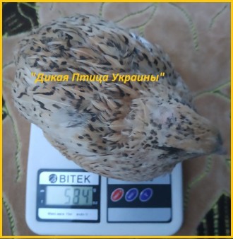 Феникс яйца инкубационные перепела - (France).

Предлагаем инкубационные яйца . . фото 2