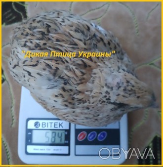 Феникс яйца инкубационные перепела - (France).

Предлагаем инкубационные яйца . . фото 1