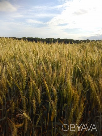 Пшеница мягкая (озимая)

Сорт отличается высокой положительной реакцией на вне. . фото 1