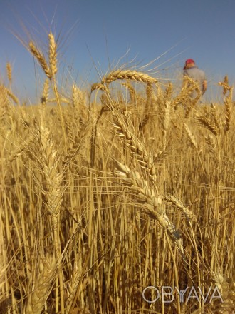 Пшеница мягкая (озимая)

Сорт рекомендуется для выращивания по интенсивным и о. . фото 1