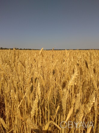 Пшеница мягкая (озимая)

Сорт высокоинтенсивного типа, универсального использо. . фото 1