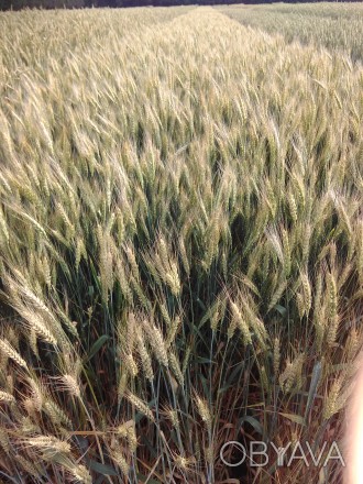 Пшеница мягкая (озимая)

Характеризуется высоким генетическим потенциалом урож. . фото 1