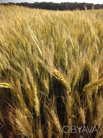 Пшеница мягкая (озимая)

Сорт отличается высокой устойчивостью к низким и сред. . фото 1