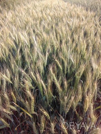 Пшеница мягкая (озимая)

Сорт проявляет стабильность при реакцией на контрастн. . фото 1