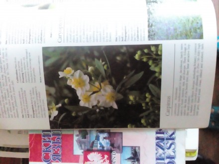 Книга на английском языке A-Z of popular garden plants Лондонское издание,оригин. . фото 9