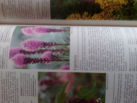 Книга на английском языке A-Z of popular garden plants Лондонское издание,оригин. . фото 3