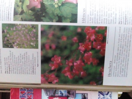 Книга на английском языке A-Z of popular garden plants Лондонское издание,оригин. . фото 4
