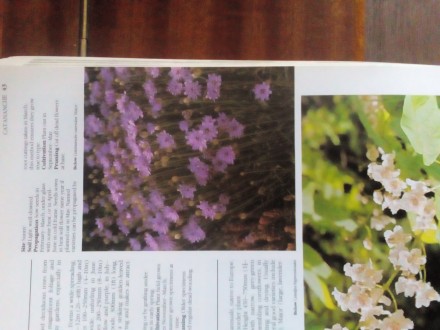 Книга на английском языке A-Z of popular garden plants Лондонское издание,оригин. . фото 8
