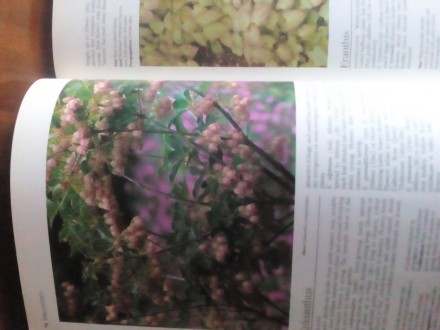Книга на английском языке A-Z of popular garden plants Лондонское издание,оригин. . фото 6
