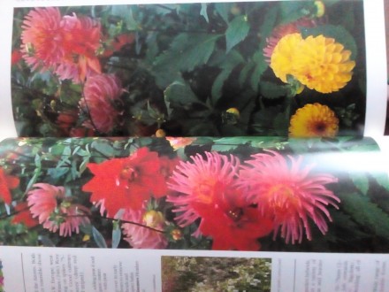 Книга на английском языке A-Z of popular garden plants Лондонское издание,оригин. . фото 7