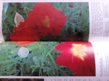 Книга на английском языке A-Z of popular garden plants Лондонское издание,оригин. . фото 5