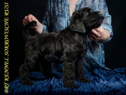 Сейчас в нашем питомнике есть чистокровные щенки русского чёрного терьера (3,5 м. . фото 4