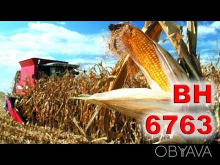 Пропонуємо купити насіння гібриду Кукурудзи ВН 6763. Придатний для вирощування у. . фото 1
