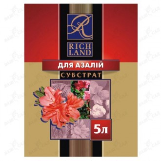 Кипарисовик Лейланда "Голд Ридер". Одесса. фото 1 Кипарисовик Лейланда "Голд Ридер". Одесса. фото 1