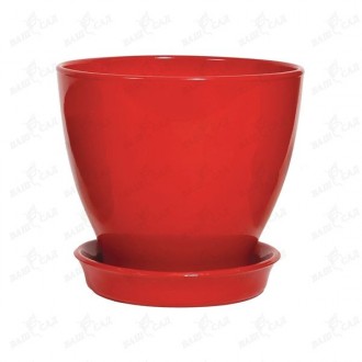 Клен Palmatum. Одесса. фото 1