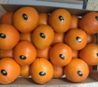 Прямые поставки апельсин из Испании
Любые объемы
Высокое качество
Будем рады . . фото 2