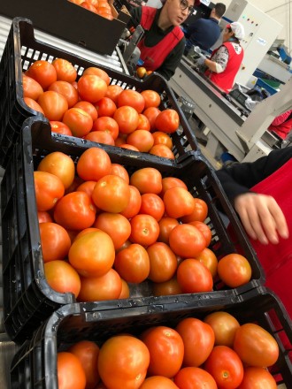 Прямые поставки томат из Испании!
Высокое качество!
Любые объемы!
Будем рады . . фото 3