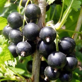 Продам саженцы смородины (саджанці смородини). Луцьк. фото 1 Продам саженцы смородины (саджанці смородини). Луцьк. фото 1