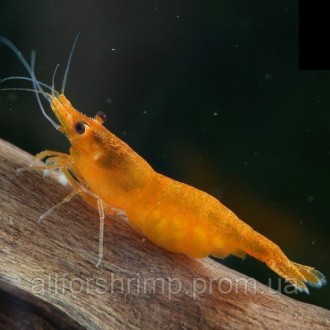 Креветка Оранжевая Сакура (Neocaridina Orange Sakura). Харків. фото 1 Креветка Оранжевая Сакура (Neocaridina Orange Sakura). Харків. фото 1