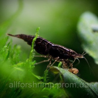 Креветка Черная Сакура (Neocaridina Black Sakura). Харків. фото 1 Креветка Черная Сакура (Neocaridina Black Sakura). Харків. фото 1