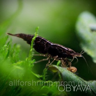 Neocaridina heteropoda var. Black Sakura - аквариумная креветка черного цвета из. . фото 1
