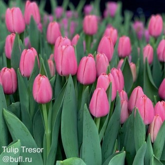 Продам  3 сорта голландских тюльпанов   на срез Сейчас в наличии. . фото 2