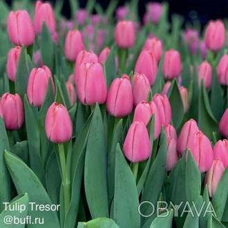 Продам  3 сорта голландских тюльпанов   на срез Сейчас в наличии. . фото 1